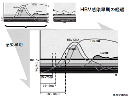 HBV���������̌o�߂̐}