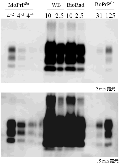 国内32例目(北海道)