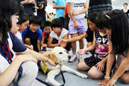 写真:介助犬、聴導犬、盲導犬とのふれあい