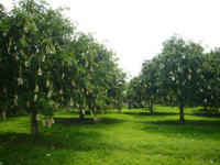 Inspection of Mango Farm in Philippines