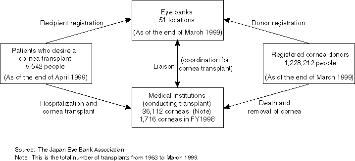 Cornea Transplant System and Its Present Status (as of the end of March 1999)