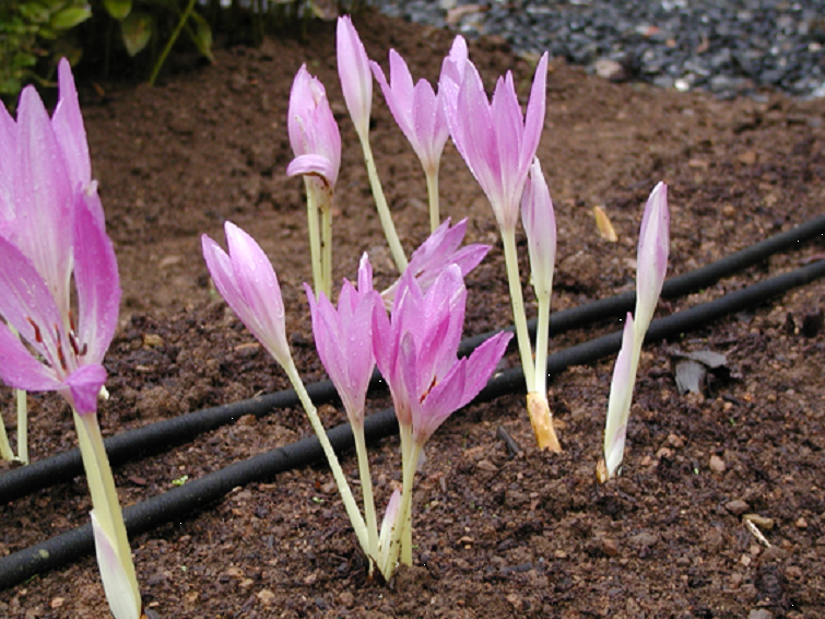 自然毒のリスクプロファイル 高等植物 イヌサフラン