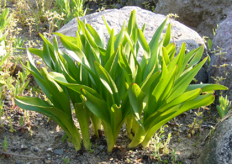 自然毒のリスクプロファイル 高等植物 イヌサフラン