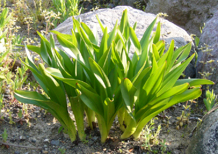 自然毒のリスクプロファイル 高等植物 イヌサフラン 概要版