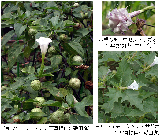 自然毒のリスクプロファイル 高等植物 チョウセンアサガオ類１ チョウセンアサガオ