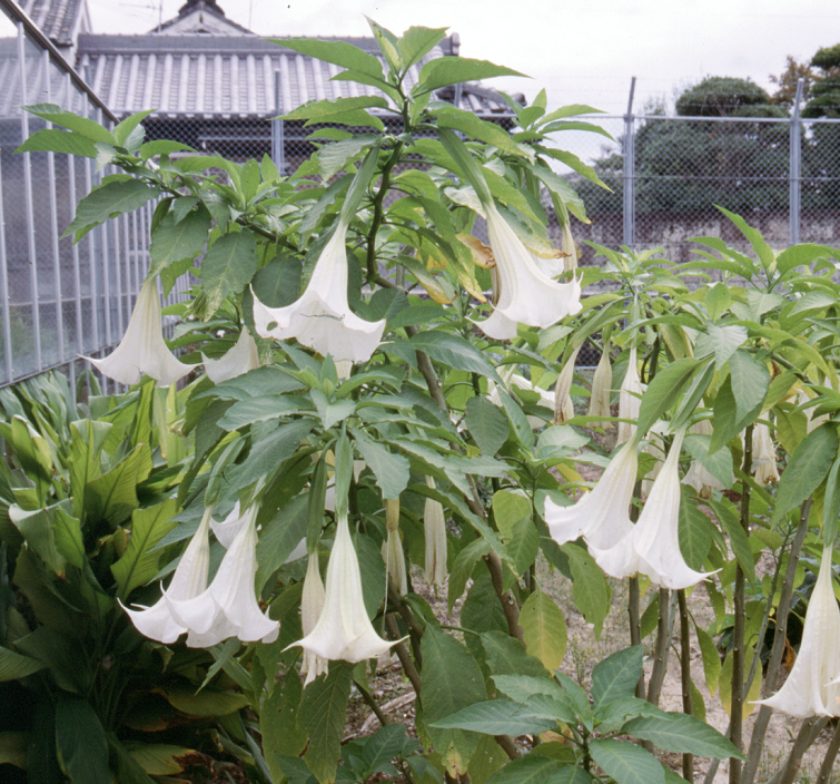 自然毒のリスクプロファイル 高等植物 チョウセンアサガオ類２ キダチチョウセンアサガオ