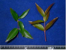 自然毒のリスクプロファイル 高等植物 カロライナジャスミン
