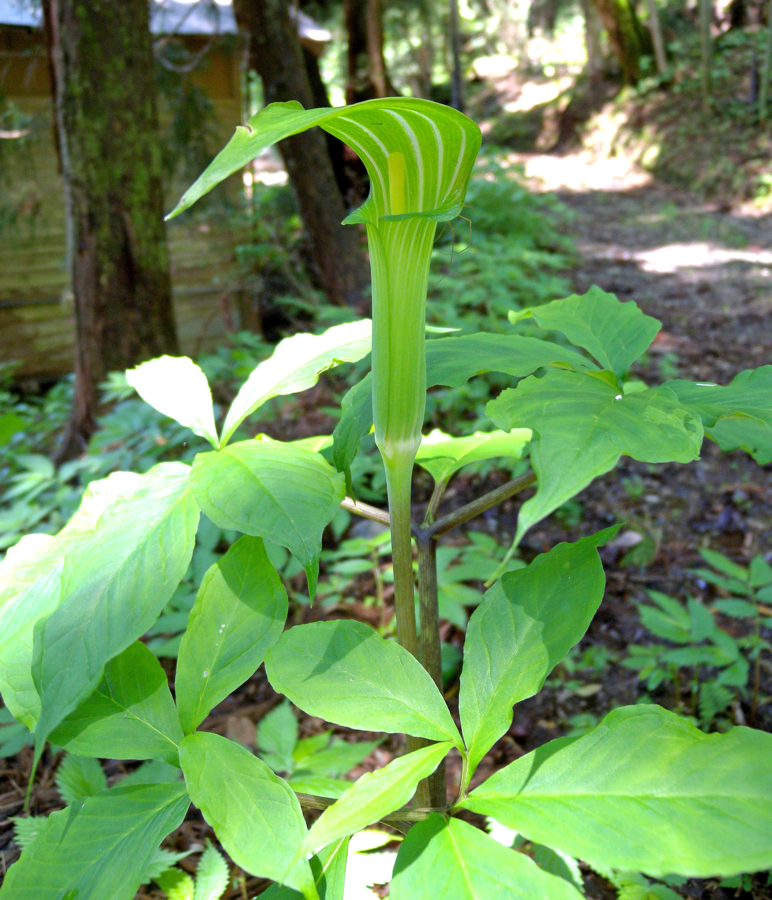 自然毒のリスクプロファイル 高等植物 テンナンショウ類