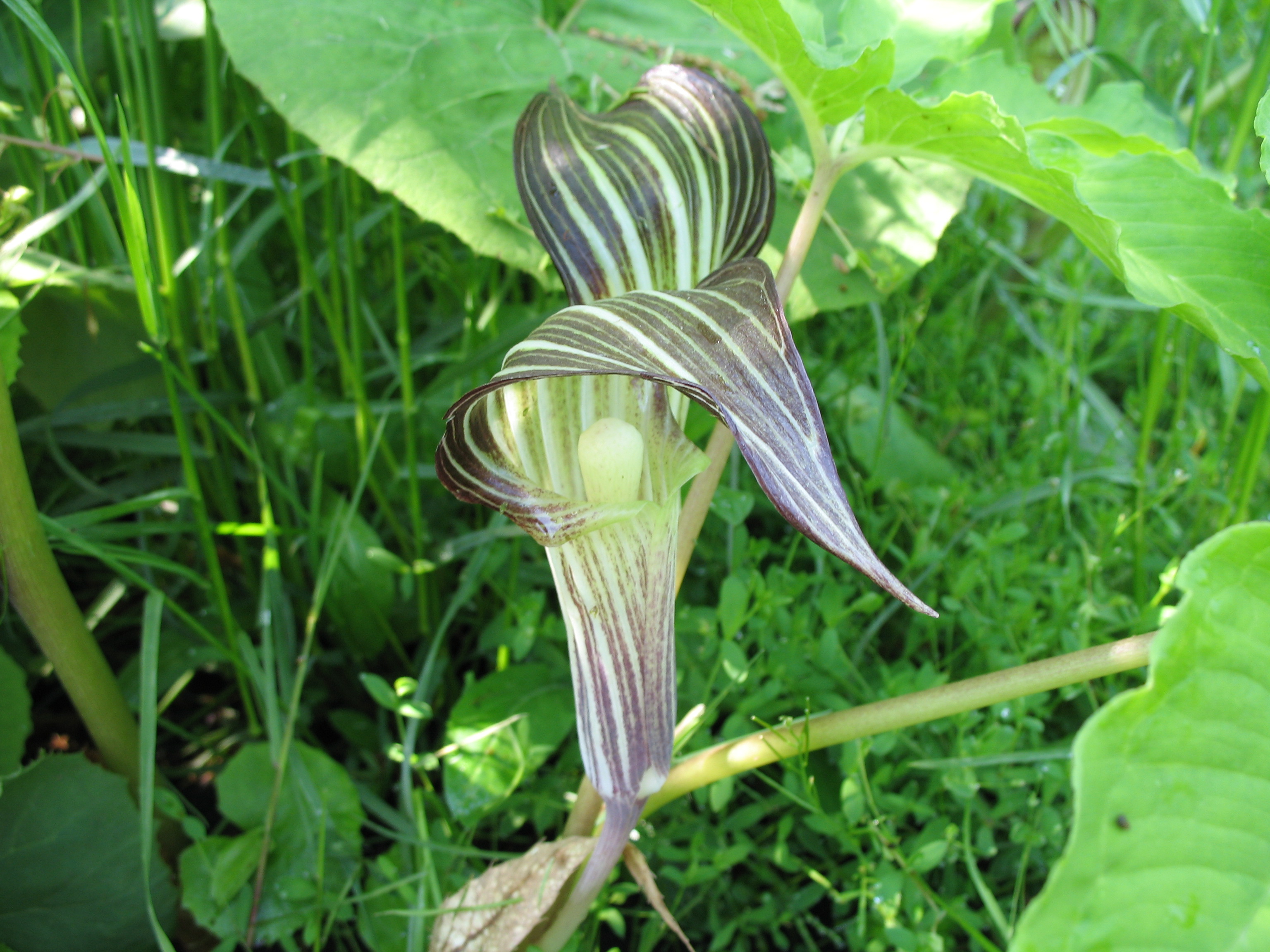 自然毒のリスクプロファイル 高等植物 テンナンショウ類