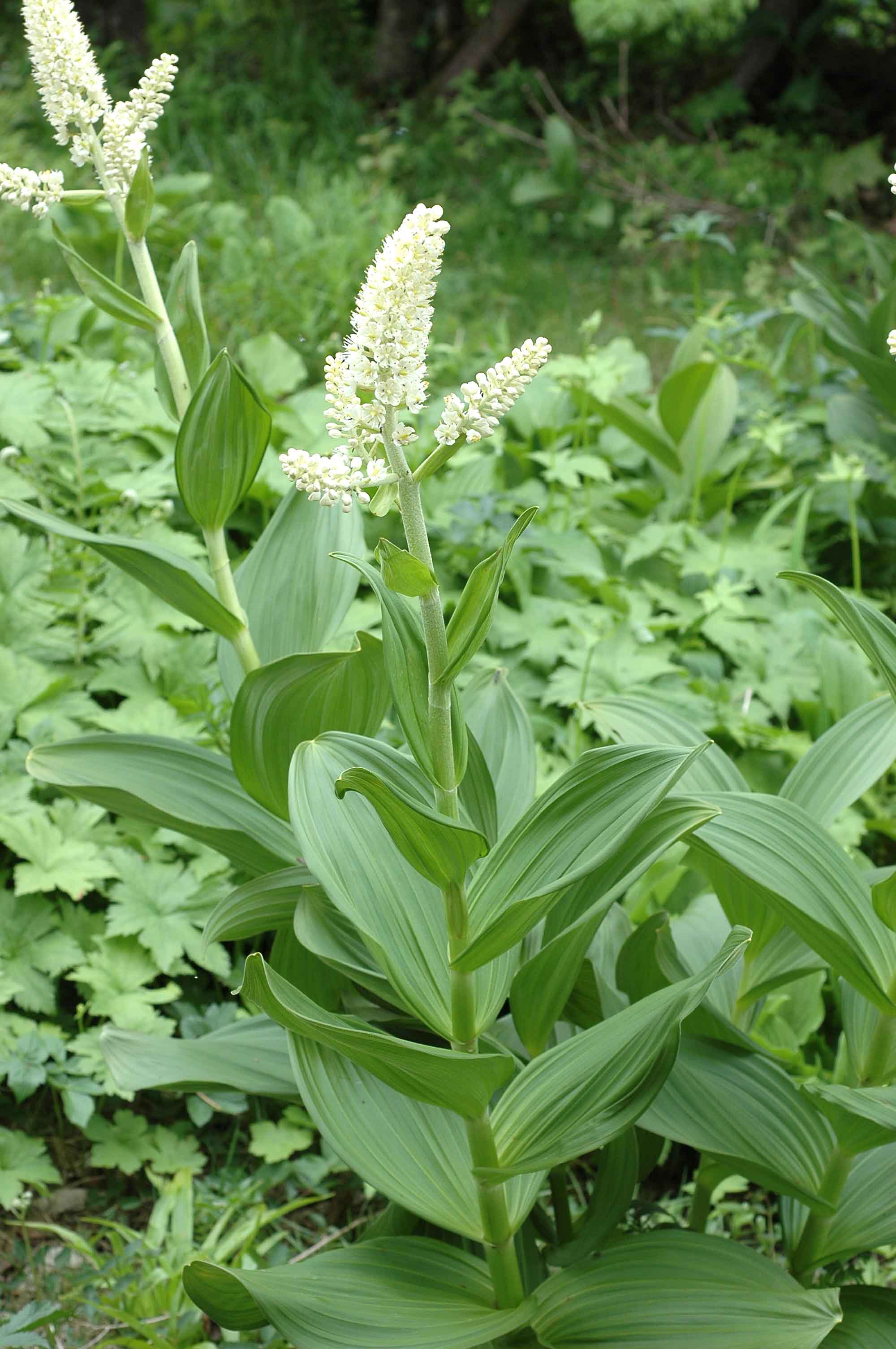 自然毒のリスクプロファイル 高等植物 バイケイソウ類