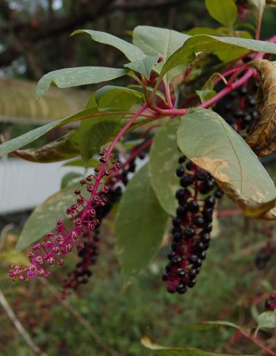 自然毒のリスクプロファイル：高等植物：ヨウシュヤマゴボウ