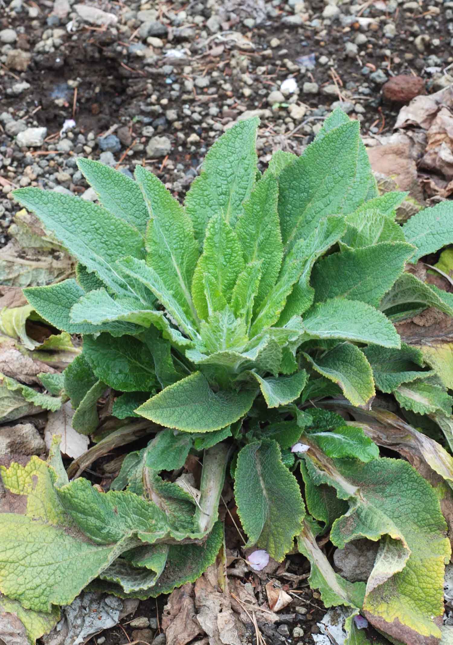 自然毒のリスクプロファイル 高等植物 ジギタリス