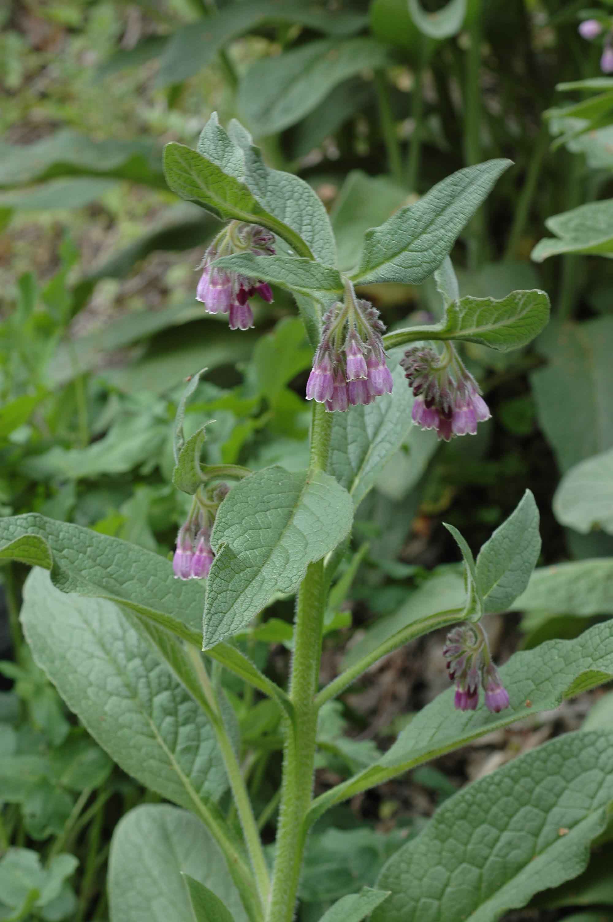 自然毒のリスクプロファイル 高等植物 ジギタリス