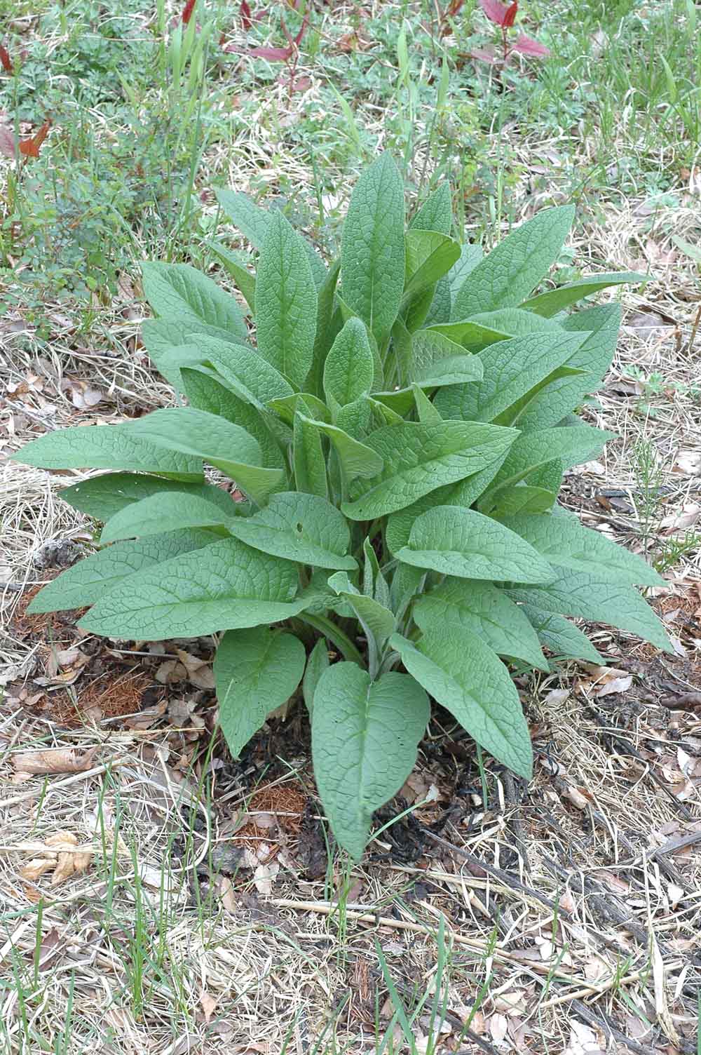 自然毒のリスクプロファイル 高等植物 ジギタリス