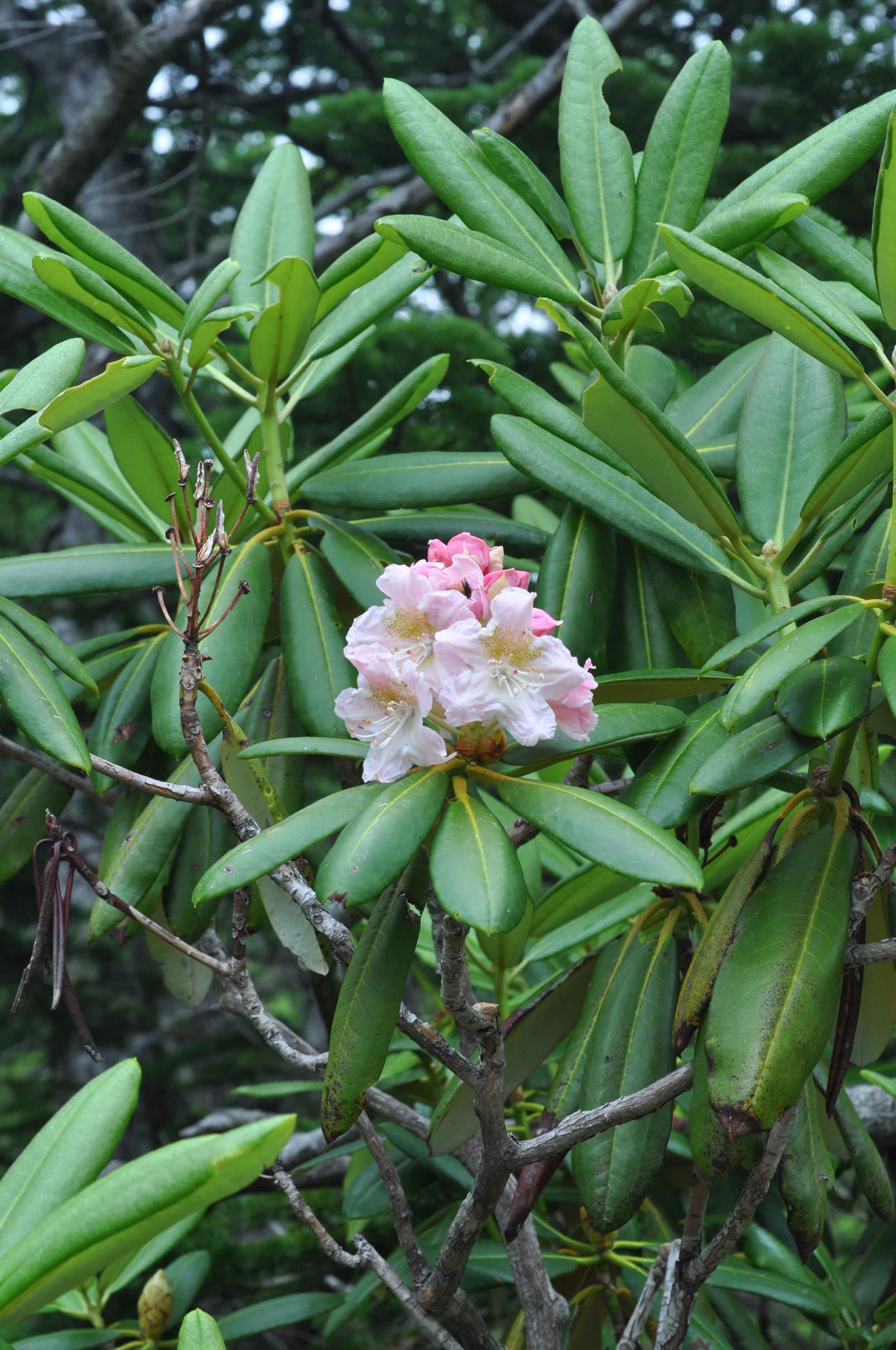 自然毒のリスクプロファイル 高等植物 シャクナゲ 概要版