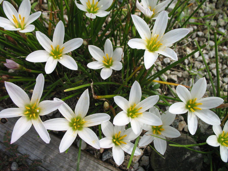 自然毒のリスクプロファイル 高等植物 タマスダレ