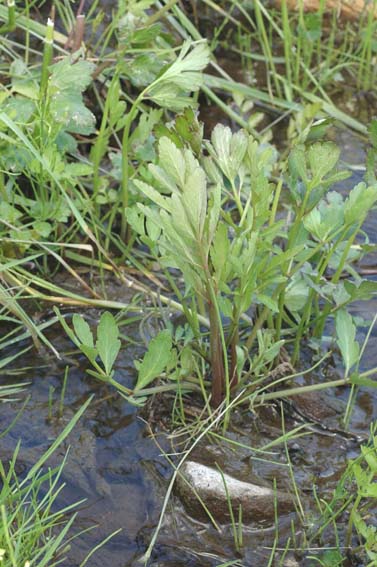 自然毒のリスクプロファイル 高等植物 ドクゼリ