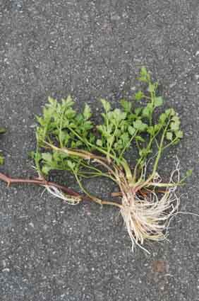 自然毒のリスクプロファイル 高等植物 ドクゼリ