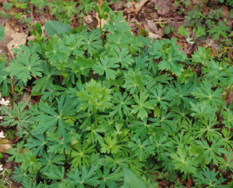 自然毒のリスクプロファイル：高等植物：トリカブト