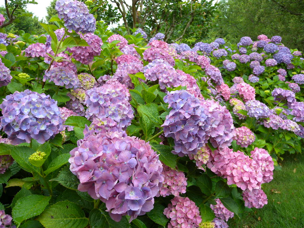 自然毒のリスクプロファイル 高等植物 アジサイ