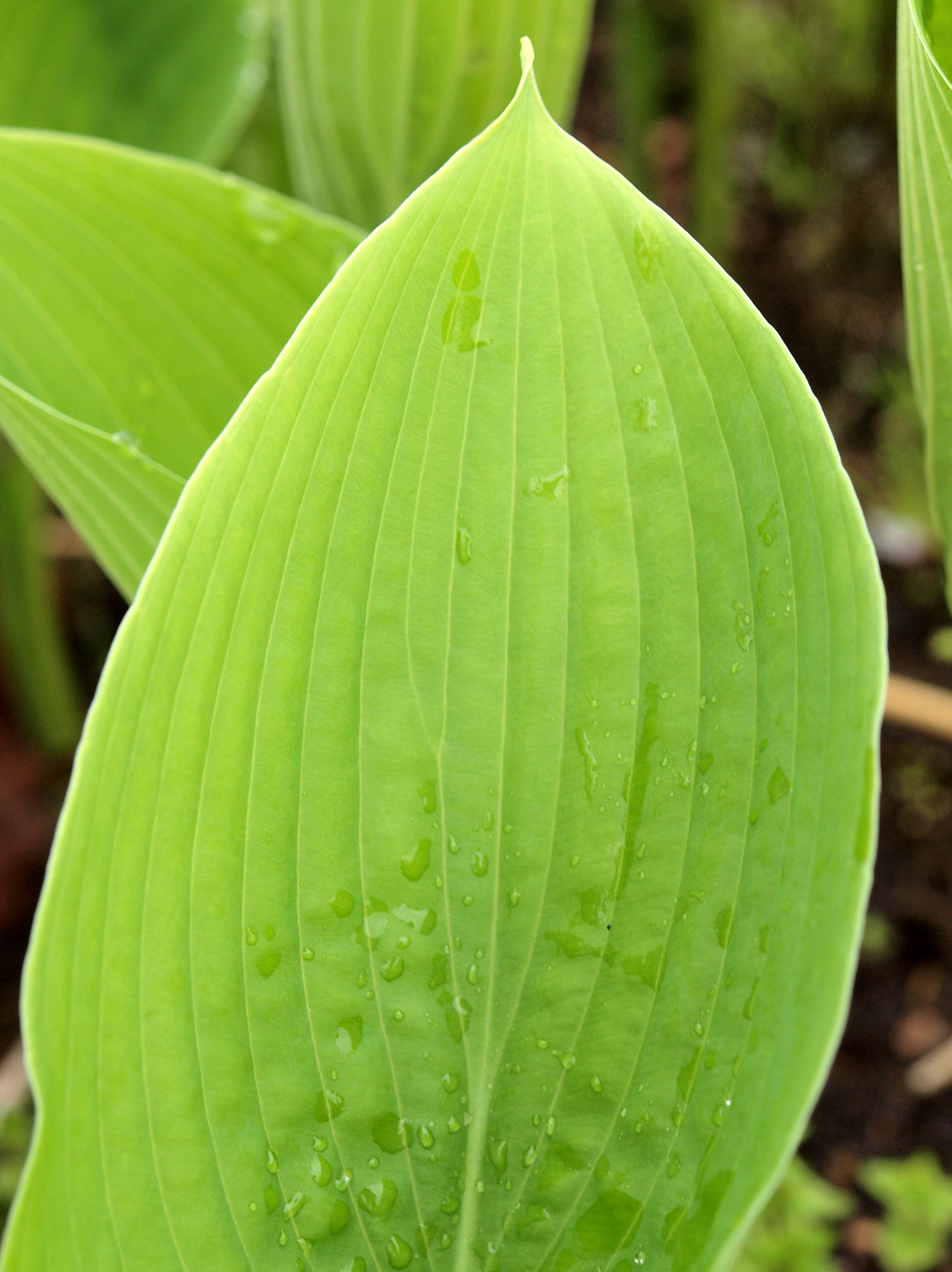 自然毒のリスクプロファイル：高等植物：ヒメザゼンソウ