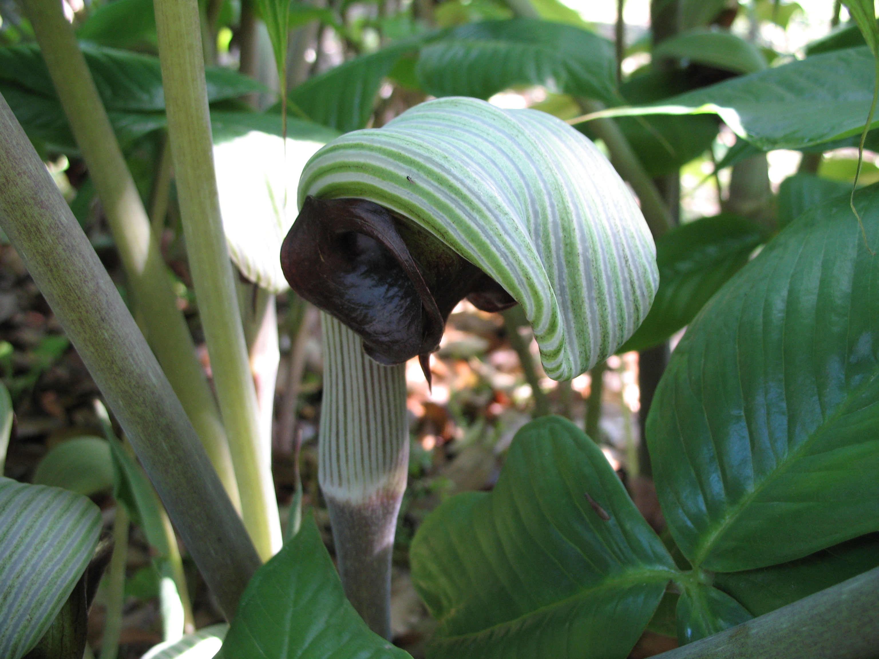 自然毒のリスクプロファイル 高等植物 テンナンショウ類