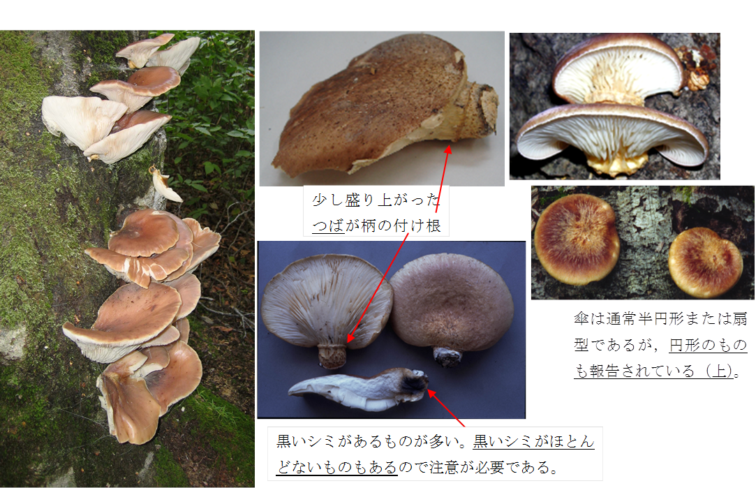 自然毒のリスクプロファイル ツキヨタケomphalotus Guepiniformis キシメジ科ツキヨタ属