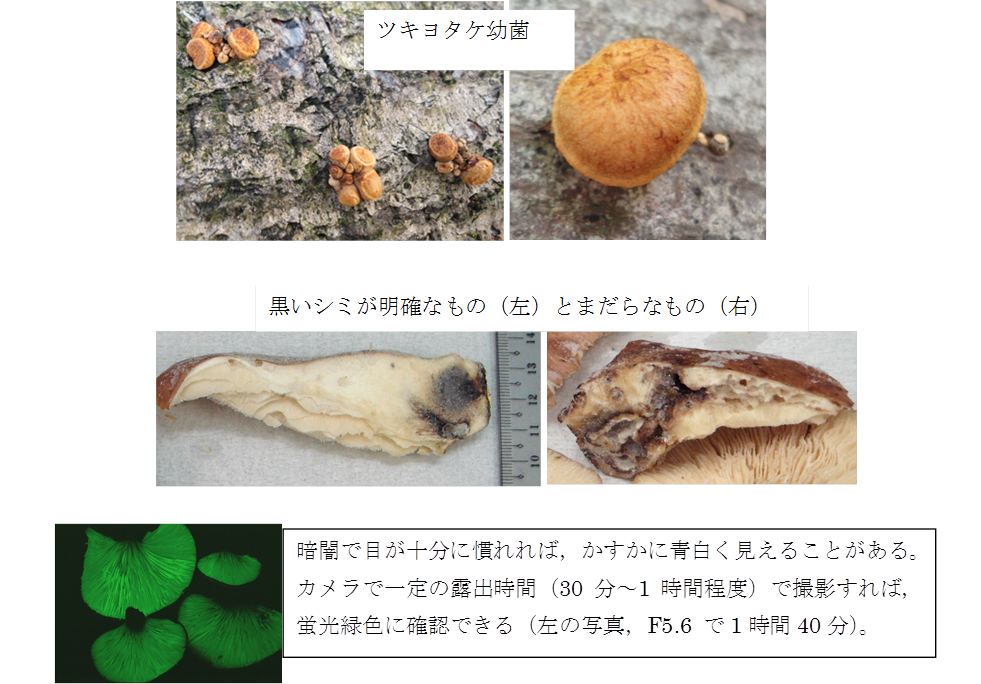 自然毒のリスクプロファイル ツキヨタケomphalotus Guepiniformis キシメジ科ツキヨタ属