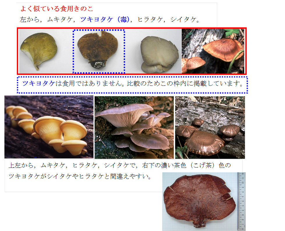 自然毒のリスクプロファイル ツキヨタケomphalotus Guepiniformis キシメジ科ツキヨタ属