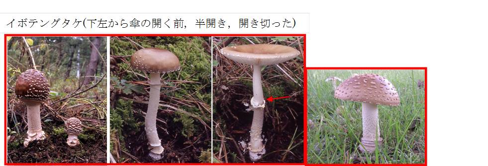 自然毒のリスクプロファイル テングタケ Amanita Pantherina テングタケ科テングタケ属