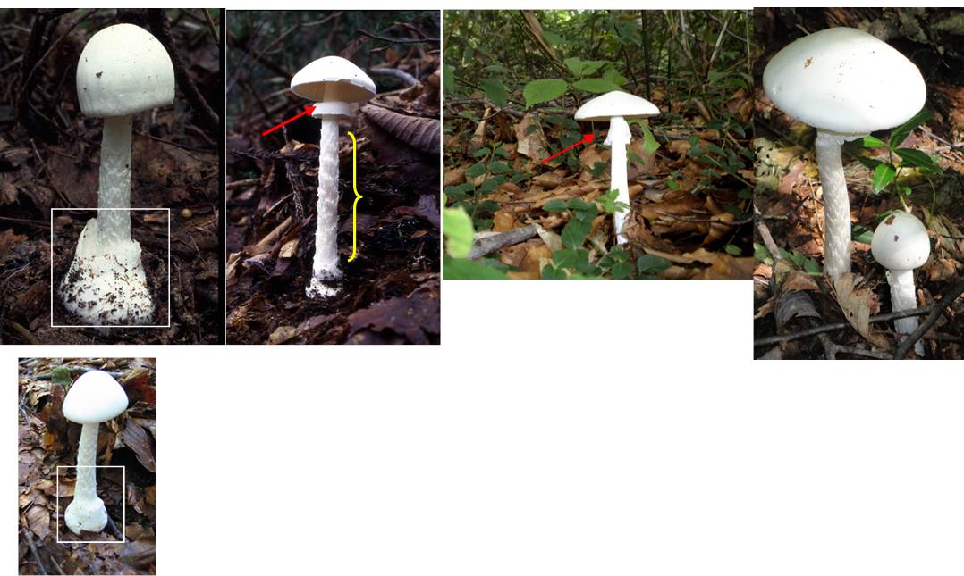 自然毒のリスクプロファイル：ドクツルタケ（Amanita virosa)　テングタケ科テングタケ属