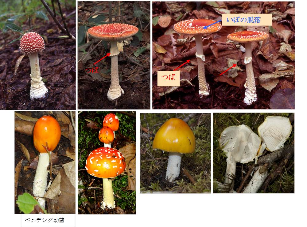 自然毒のリスクプロファイル ベニテングタケ Amanita Muscarina テングタケ科テングタケ属