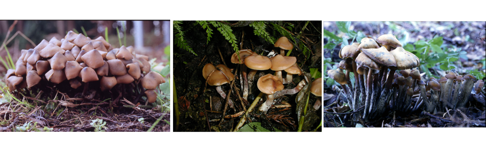 自然毒のリスクプロファイル ヒカゲシビレタケ Psilocybe Argentipes モエギタケ科シビレタケ属