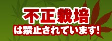 不正栽培は禁止されています！