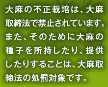 大麻の不正栽培は、大麻取締法で禁止されています。また、そのために大麻の種子を所持したり、提供したりすることは、大麻取締法の処罰対象です。