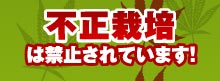 不正栽培は禁止されています！