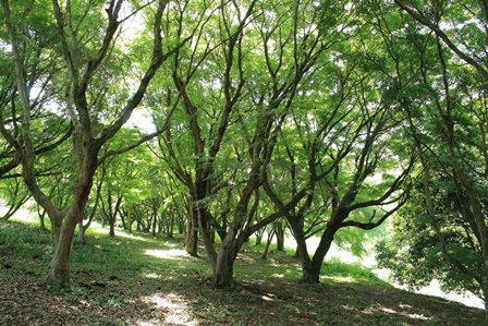 夏の楓公園（三報寮の北側斜面）