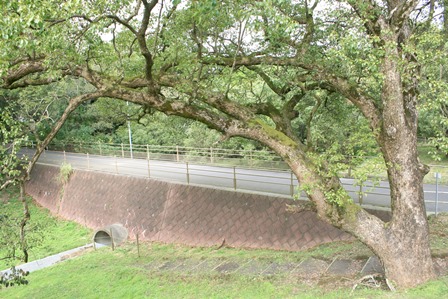 現在の敬愛橋