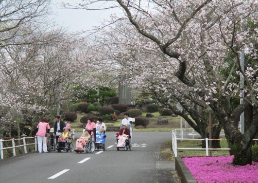 桜の下の園内散歩