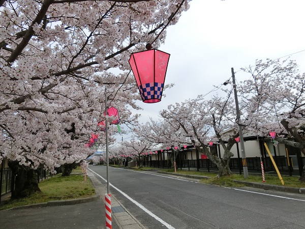 春・爛漫…大通りの見事な桜は,圧巻です.