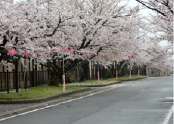 雨にぬれる大通りの桜