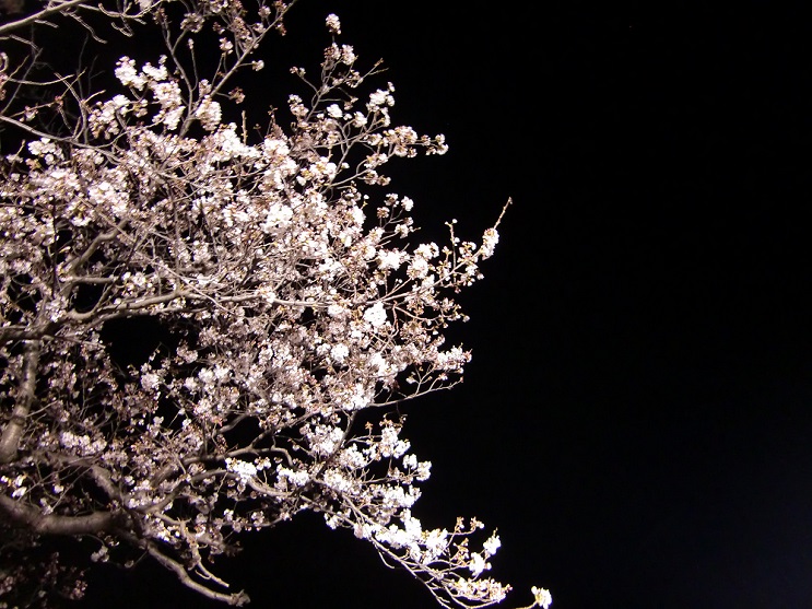 時期がずれましたが、夜桜です。