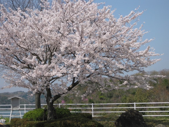 春には見事な桜が咲きます.
