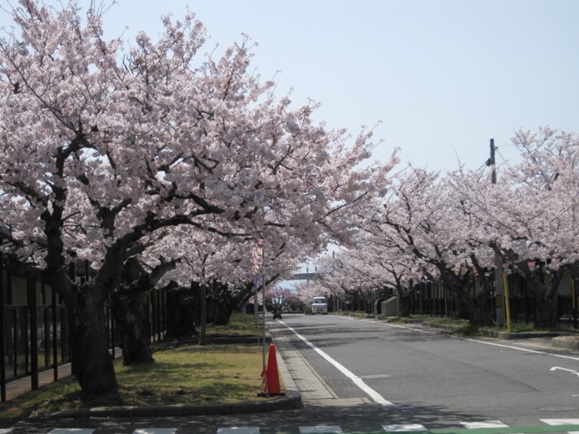 見ごたえのある.大通りの桜です.
