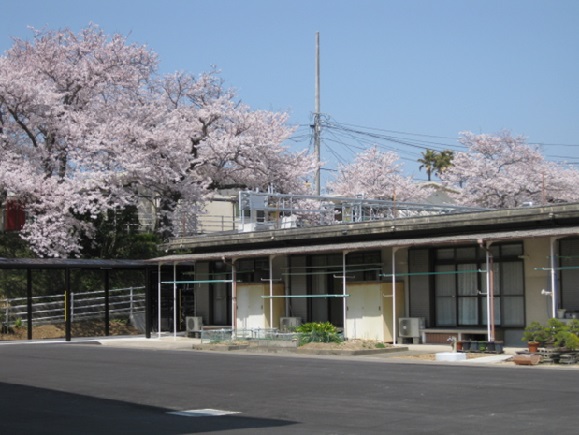 穏やかな園内と桜です.