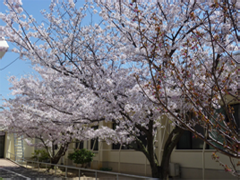cherry blossome