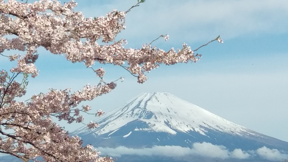 国立駿河療養所からの富士山と桜