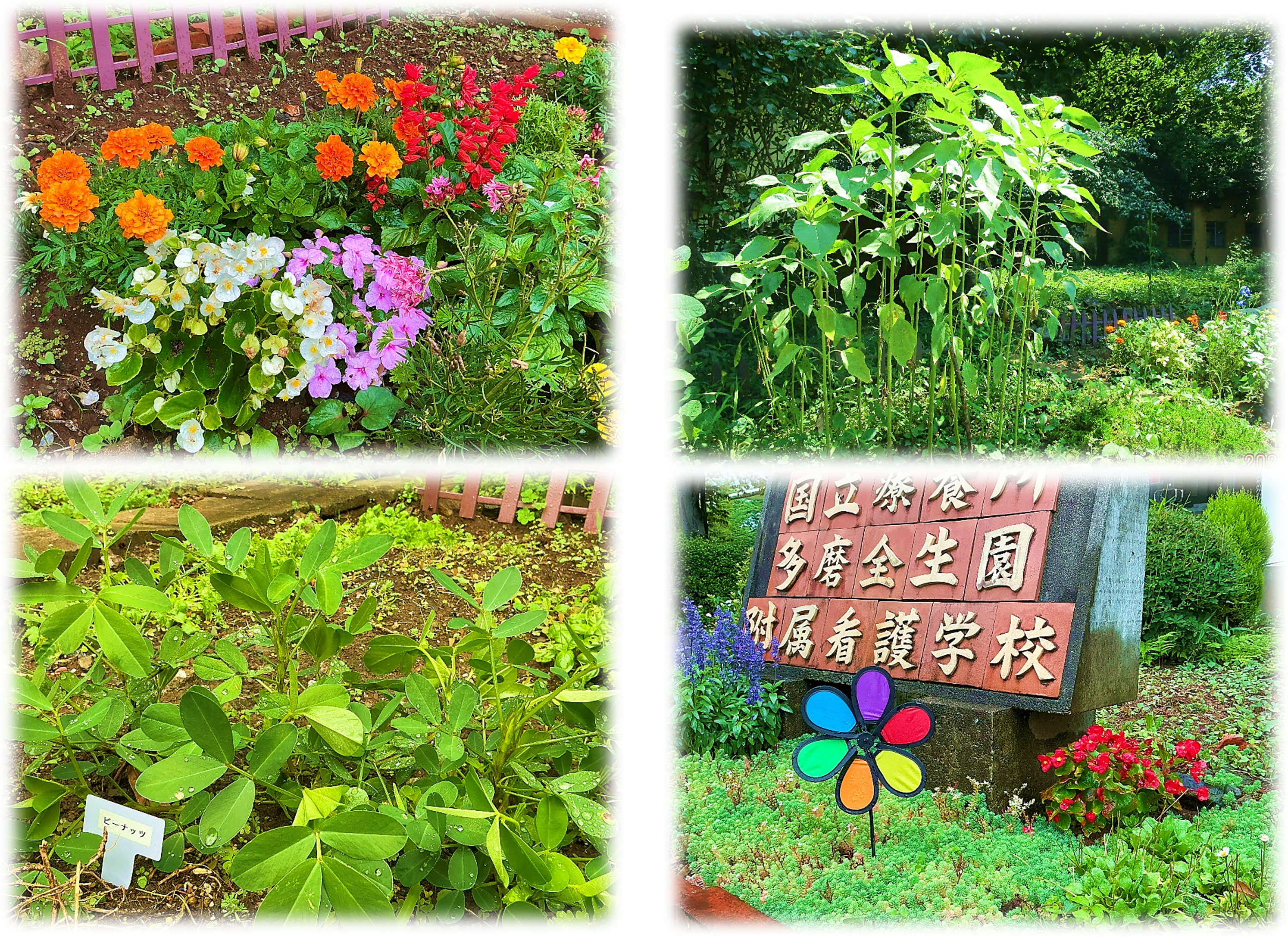 飼育園芸部