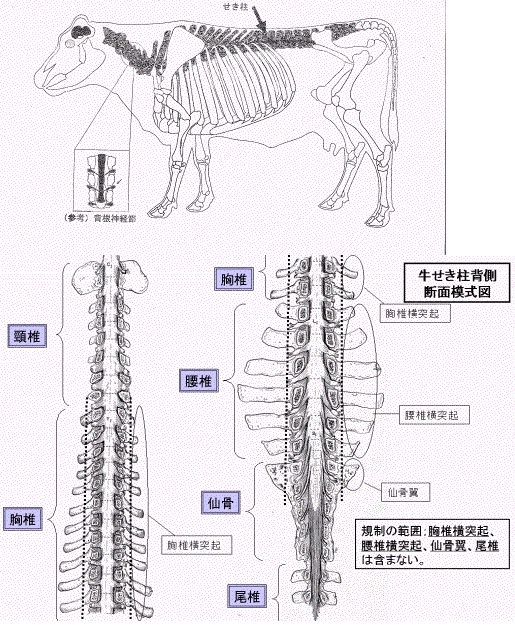 牛せき柱背側断面模式図