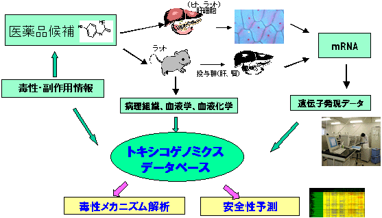 トキシコゲノミクス・プロジェクト（指定）の概要の図